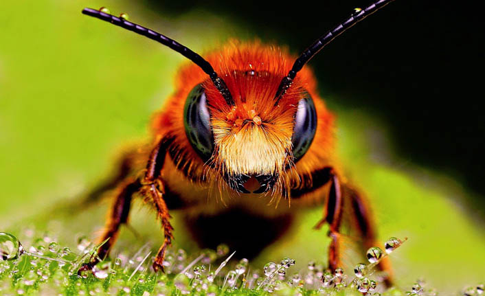 Parka yuva yapan arılar çocuklara saldırdı