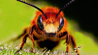 Parka yuva yapan arılar çocuklara saldırdı