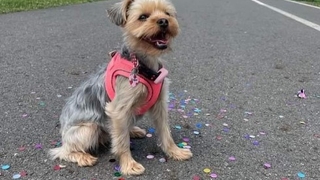 Parkta gezdirmeye çıkardığı köpeği öldü; Zehirlendimi?