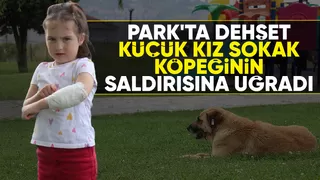 Parkta sokak köpeği dehşeti; Küçük kızı ısırdı