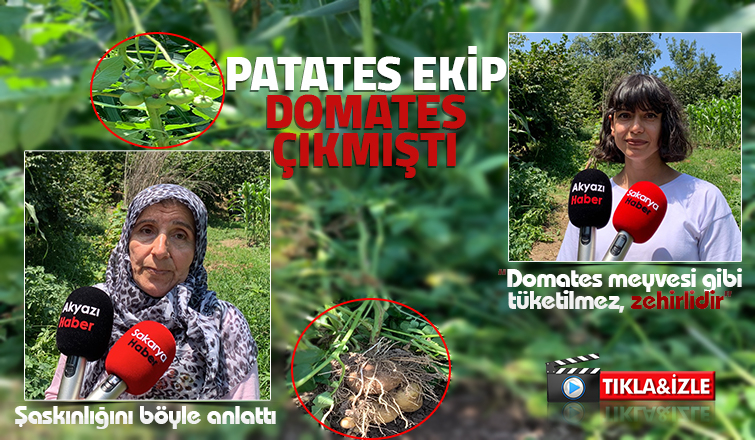  Patates domatese benzer meyve vermişti, uzmanı uyardı zehirli