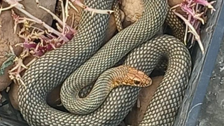 Patates kasasından yılan çıktı