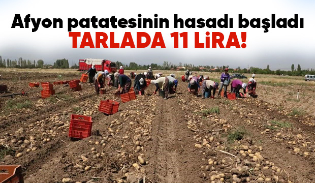 Patates tarlada 11 lira