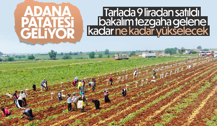 Patates tarladan 9 liradan satılıyor