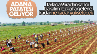 Patates tarladan 9 liradan satılıyor