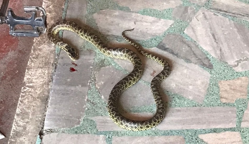 Pazar yerinde yılan paniği