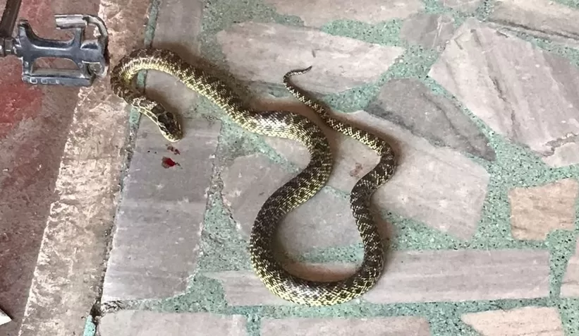 Pazar yerinde yılan paniği