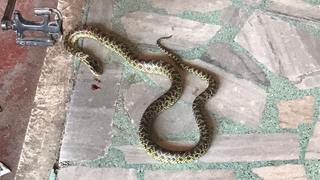 Pazar yerinde yılan paniği