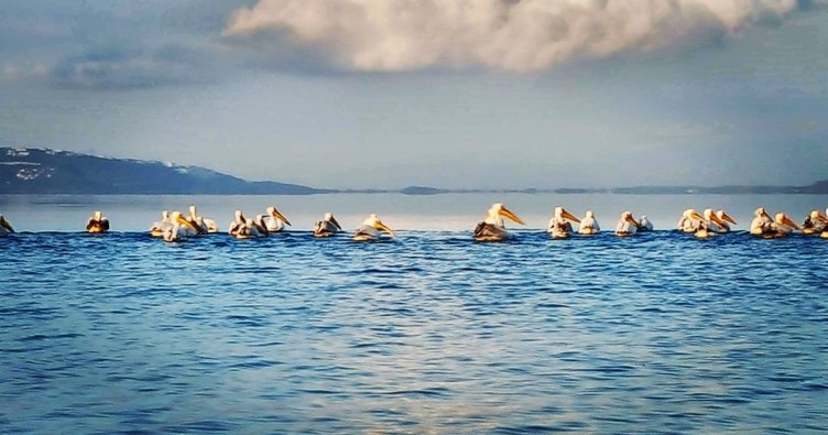 Pelikan sürüsü Sapanca’da mola verdi