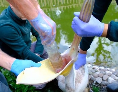 Pelikanın midesinden çıkan şok etti