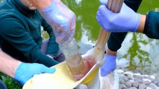 Pelikanın midesinden çıkan şok etti