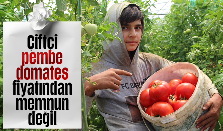 Pembe domatesin fiyatı üreticiyi memnun etmedi