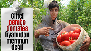Pembe domatesin fiyatı üreticiyi memnun etmedi