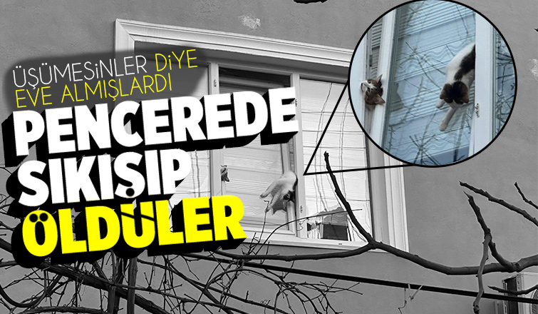 Pencereye sıkışan kediler öldü