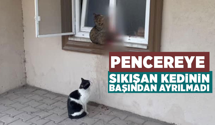 Pencereye sıkışan kedinin başından ayrılmadı