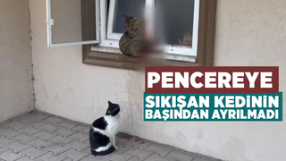 Pencereye sıkışan kedinin başından ayrılmadı