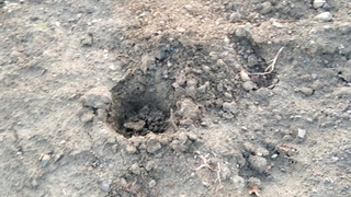 Pes dedirten olay; Ekilen fidanları çaldılar