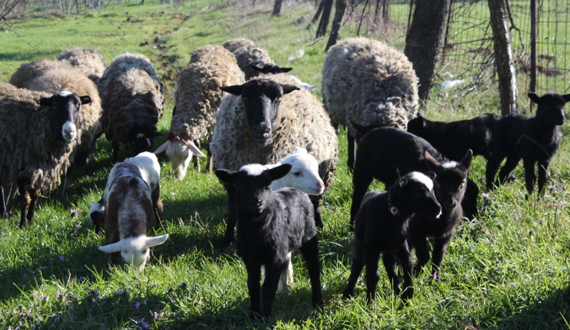 Pide ustası salgında koyun yetiştiricisi oldu