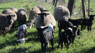 Pide ustası salgında koyun yetiştiricisi oldu