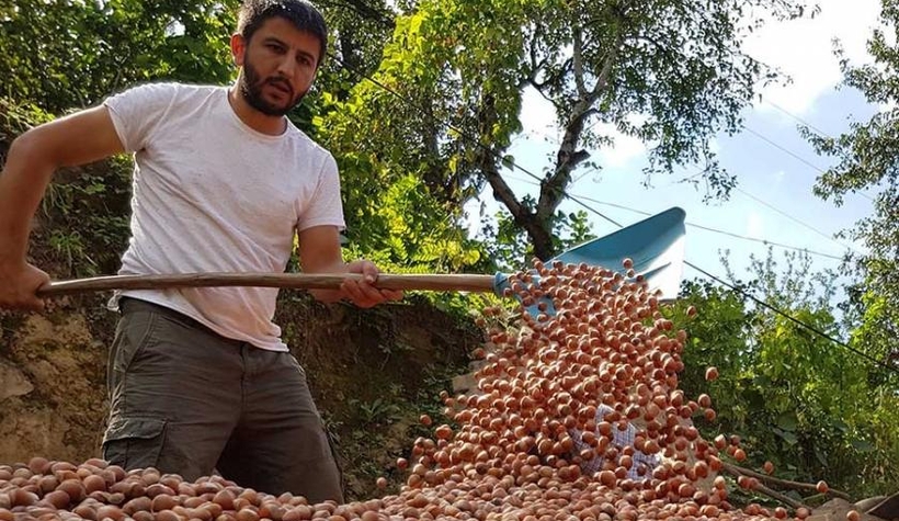 Piyasanın 50 kuruş üstüne fındık alacak
