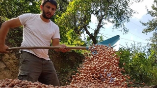 Piyasanın 50 kuruş üstüne fındık alacak