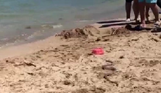 Plajda dev yılan paniği