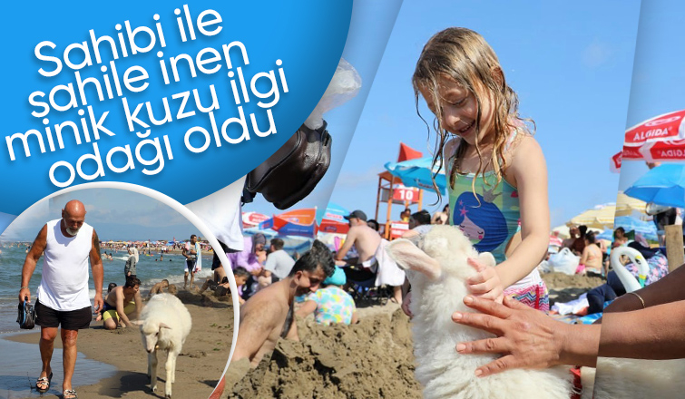 Plajdaki kuzu ilgi odağı oldu