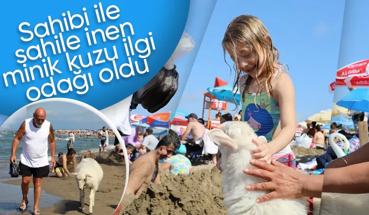 Plajdaki kuzu ilgi odağı oldu