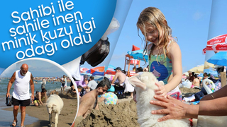Plajdaki kuzu ilgi odağı oldu