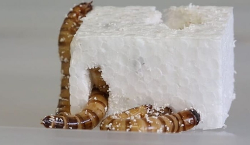 Plastik yiyen solucanlar keşfedildi