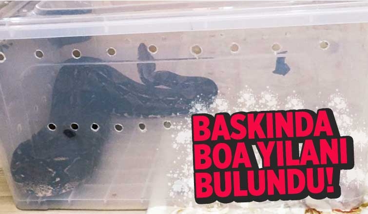 Polis baskında boa yılanı buldu