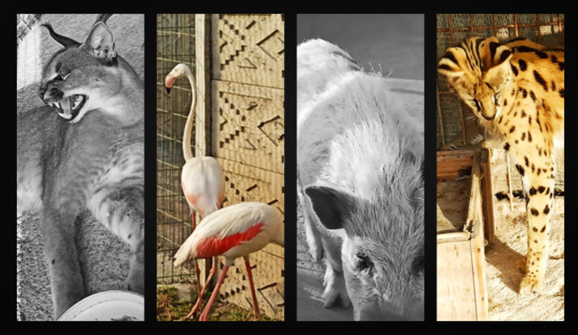 Polis baskınında bulundular