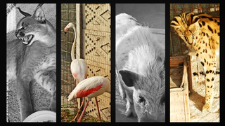 Polis baskınında bulundular