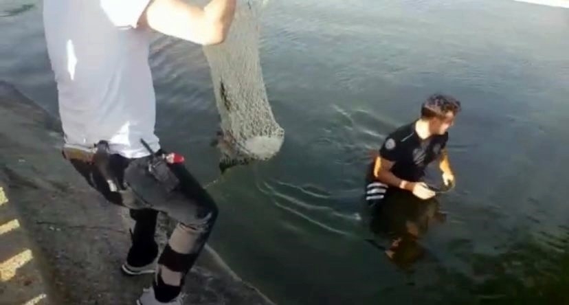 Polis gölete atlayarak yaralı martıyı kurtardı