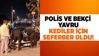 Polis ve Bekçi Yavru Kediler İçin Seferber Oldu!