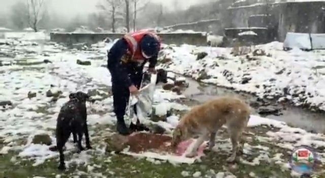 Polis ve Jandarma sokak hayvanlarını unutmadı