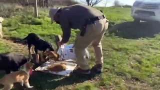 Polisten sokak hayvanlarına mama