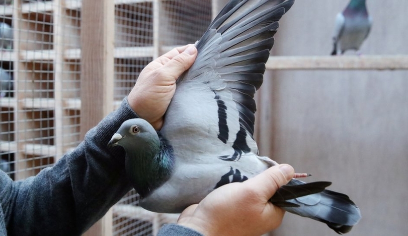 Posta güvercini 1,6 milyon euroya satıldı