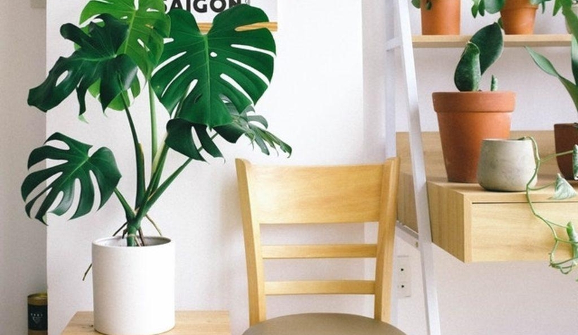 Pul biberden aspirine: Bitkileri zararlı böceklerden korumanın yolları