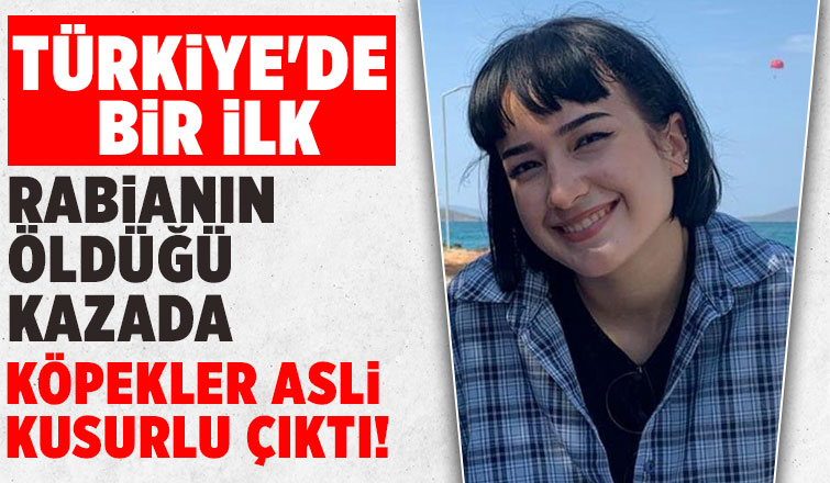 Rabia'nın öldüğü kazada köpekler asli etken bulundu