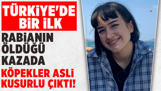 Rabia'nın öldüğü kazada köpekler asli etken bulundu