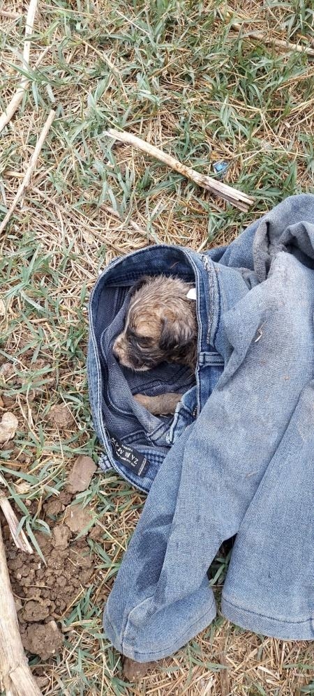 Rögar kapağına sıkışan yavru köpek kurtarıldı