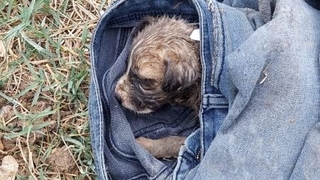 Rögar kapağına sıkışan yavru köpek kurtarıldı