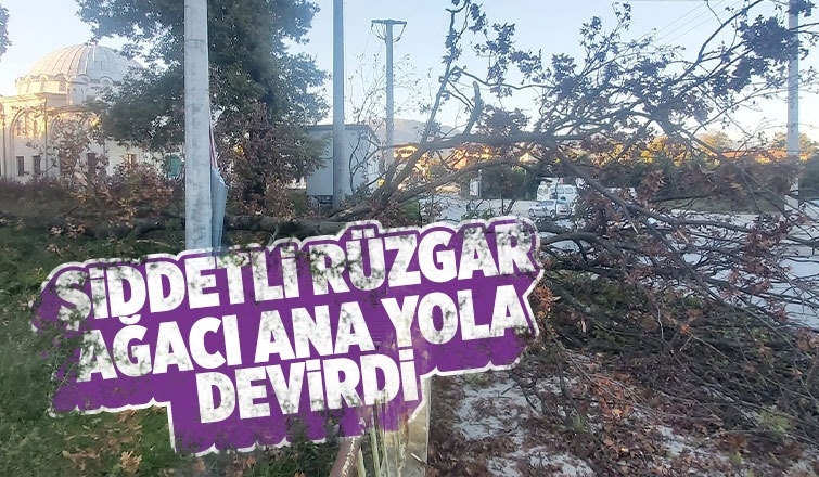 Rüzgar ağacı böyle devirdi