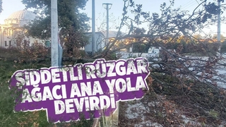 Rüzgar ağacı böyle devirdi