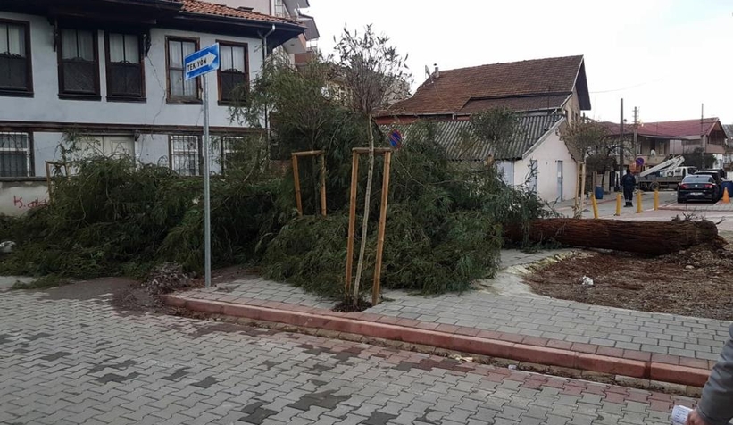 Rüzgar ağacı devirdi, mahalle elektriksiz kaldı