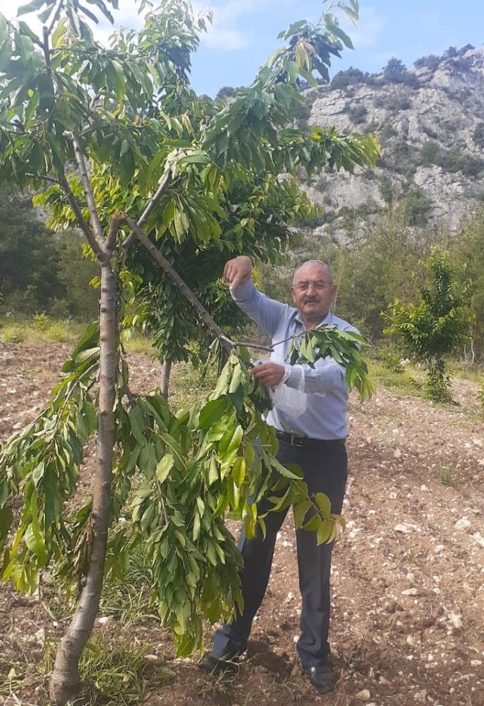 Sabah tarlasına gelince şok oldu