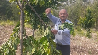 Sabah tarlasına gelince şok oldu