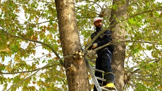 Safrancık Sokak'ta yeşil alan düzenlemesi
