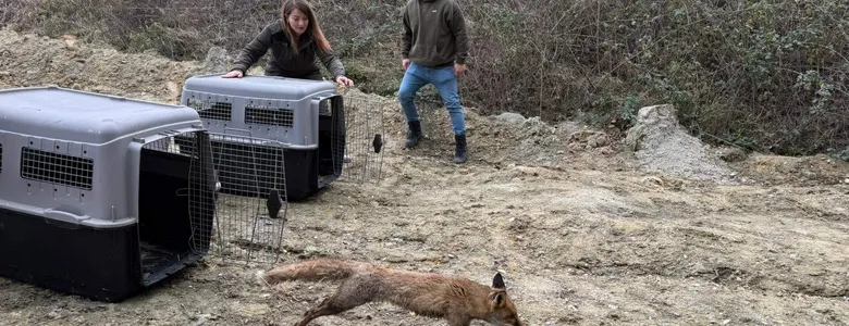 Sağlıklarına kavuştular, doğaya salındılar